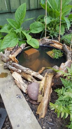 there is a pond in the middle of some plants and logs on the ground next to it