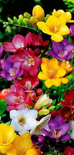 many different colored flowers with green leaves in the backgrounge and red, yellow, purple, white, and orange colors