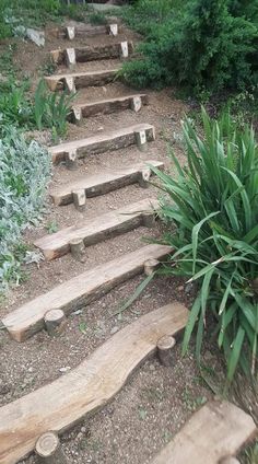 wooden steps leading up to the top of a hill with plants growing out of them