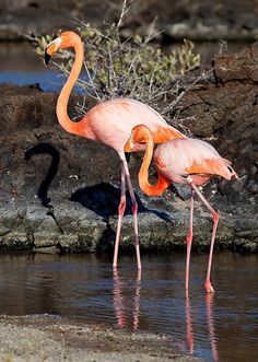 two flamingos are standing in the water next to some rocks and plants with their beaks open