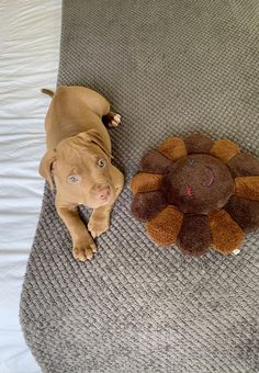 a brown dog laying on top of a bed next to a stuffed animal lion toy