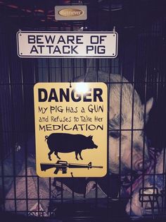 a sign warning people to beware of attack pigs in their caged enclosures