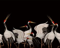 four white birds with red heads and long beaks are standing in a row against a black background