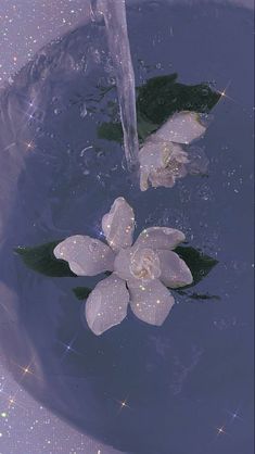 two white flowers floating in water with sparkles on the bottom and one is being held up by a faucet