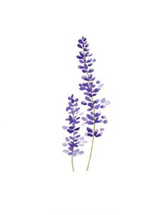 two purple flowers are shown against a white background with the words lavender written on it