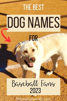 baseball dog names Best Dog Names