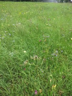 a field with lots of green grass and flowers