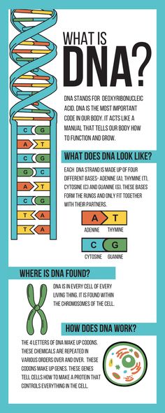 an info sheet with information about the different types of animals and their names on it