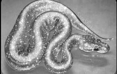 a black and white photo of a snake with glitters on it's body