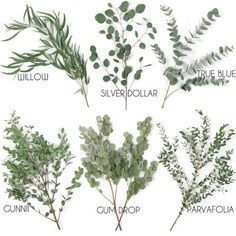 four different types of green plants on a white background