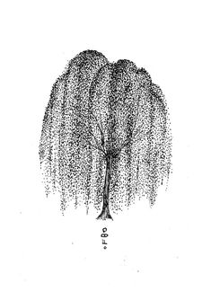 an ink drawing of a tree with lots of small leaves on the top and bottom branches