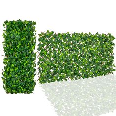 an image of a green boxwood privacy panel with reflection on the floor and white background