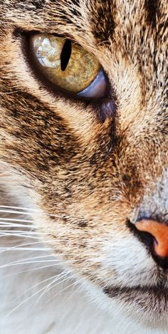 a close up view of a cat's face with brown and white fur on it