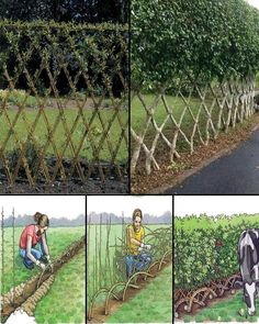 four different views of people working in the garden