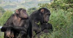 two chimpans sitting in the grass with trees and hills behind them