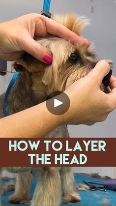 a dog being groomed by a person with a blue leash and the words how to layer the head