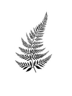 a black and white drawing of a fern leaf