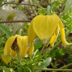 the yellow flowers are blooming on the plant in the garden, and it is hard to tell what kind of flower they are