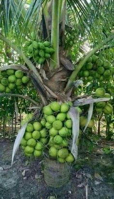 a bunch of green coconuts growing on a tree