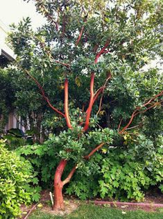 a red tree in the middle of some bushes