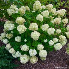 the white flowers are blooming on the bush in the garden, and it is hard to tell what color they are