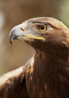 a close up of a bird of prey with brown feathers and yellow eyes, looking at the camera