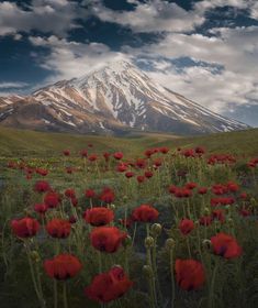 a field full of red flowers in front of a snow covered mountain with clouds above it