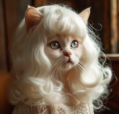 a close up of a cat wearing a wig