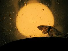 a small moth sitting on top of a window sill in front of the sun