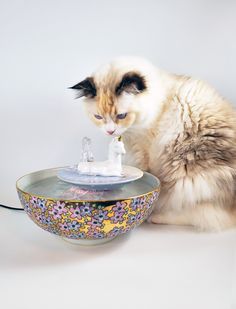 a cat sitting next to a bowl with a figurine on it