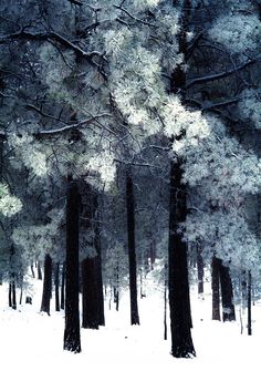 the trees are covered with snow in the wintertime forest as if they were frosting