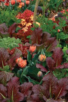 many different types of flowers and plants in a garden with red leaves on the ground