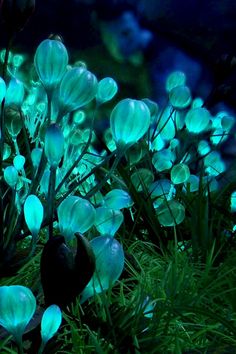 some blue lights are in the middle of some grass and flowers with green leaves on them