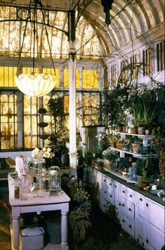 a kitchen with lots of potted plants in it