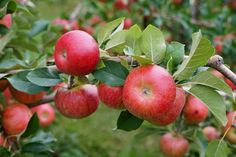 an apple tree filled with lots of red apples