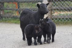 three black sheep standing next to each other on a dirt road in front of a chain link fence