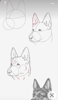 three different types of dogs'heads are shown in this drawing lesson, which shows how to draw the head of a dog