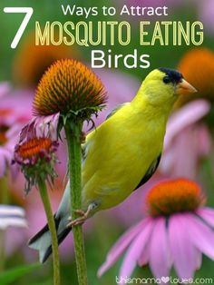 a yellow bird sitting on top of a purple flower next to pink and white flowers