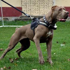 a brown and white pitbull wearing a harness standing in the grass with it's mouth open