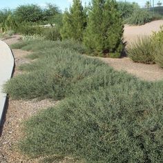 the road is lined with green bushes and gravel, along with other plants on either side