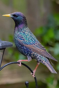 17 Beautiful Birds of Arkansas | Common Starling European Starling, Common Starling, Birds Photography Nature, Spring Animals, Nocturnal Animals, Animal Nature, Rare Birds, Bird Pictures