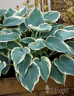 a close up of a plant in a wooden box