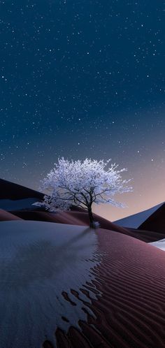 a lone tree in the desert at night