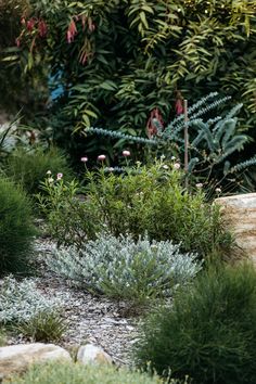 some very pretty plants in a big grassy field by some rocks and bushes with pink flowers