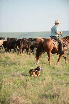 a man riding on the back of a brown horse next to a dog