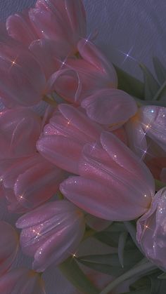 pink tulips with sparkling petals on white background