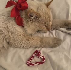 a cat laying on top of a white sheet next to a red and white candy cane