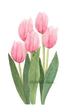 three pink tulips with green leaves are shown in this watercolor painting on paper