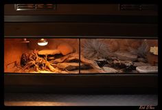 an aquarium filled with rocks and plants inside of a glass case at night or day