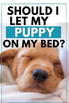 a puppy sleeping on top of a bed with the words help your puppy sleep through night